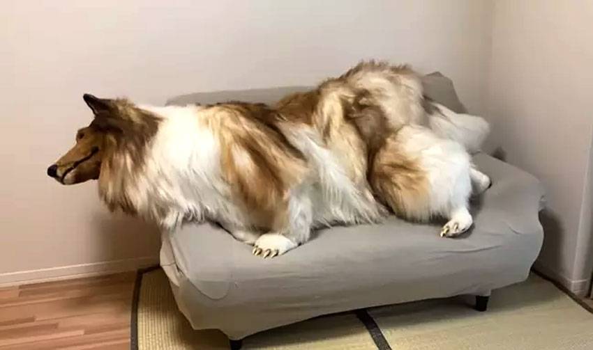 Homem desiste de ser humano e vive como um cachorro de verdade